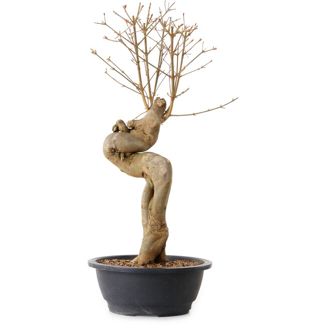 Acer buergerianum, 63 cm, ± 15 jaar oud