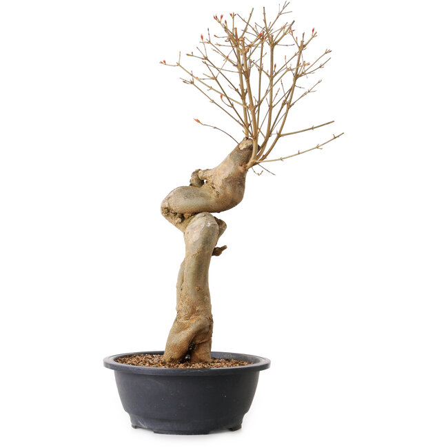 Acer buergerianum, 63 cm, ± 15 años