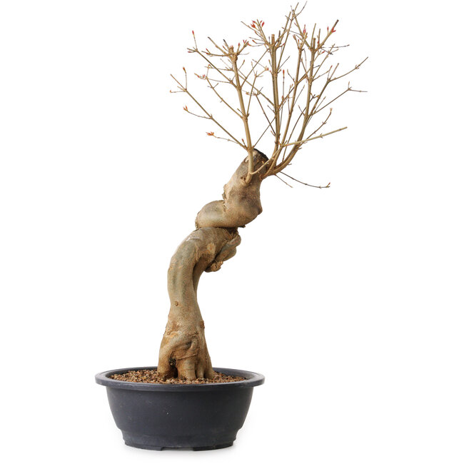 Acer buergerianum, 63 cm, ± 15 ans