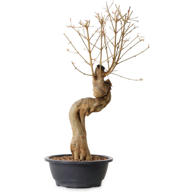 Acer buergerianum, 63 cm, ± 15 anni