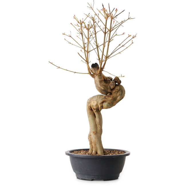 Acer buergerianum, 63 cm, ± 15 anni