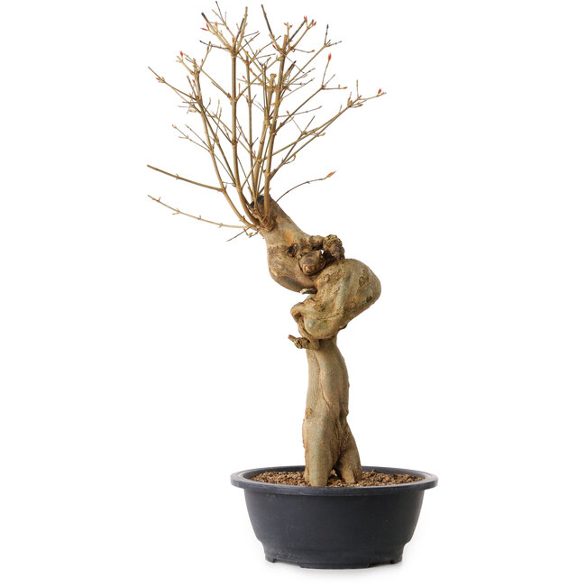 Acer buergerianum, 63 cm, ± 15 Jahre alt