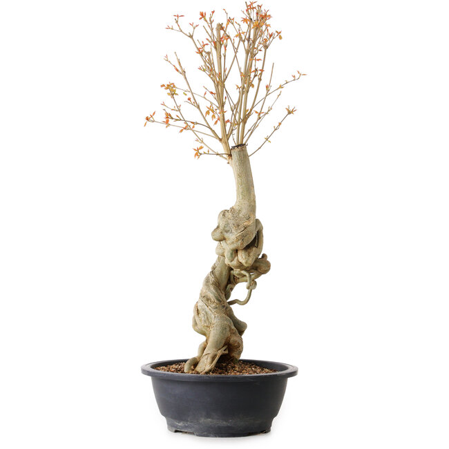 Acer buergerianum, 61 cm, ± 15 years old