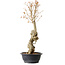 Acer buergerianum, 61 cm, ± 15 ans