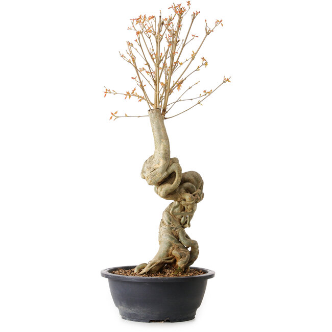 Acer buergerianum, 61 cm, ± 15 años