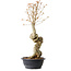 Acer buergerianum, 61 cm, ± 15 ans