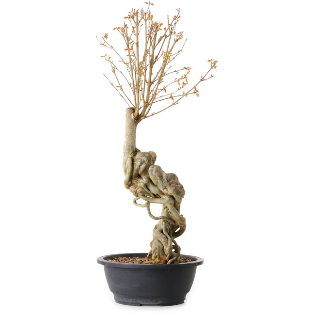 Acer buergerianum, 61 cm, ± 15 jaar oud