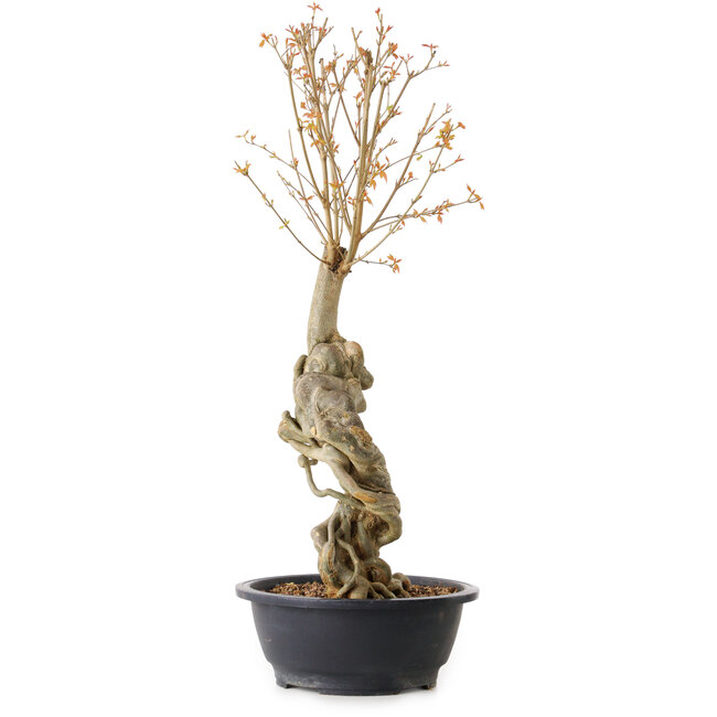 Acer buergerianum, 61 cm, ± 15 years old