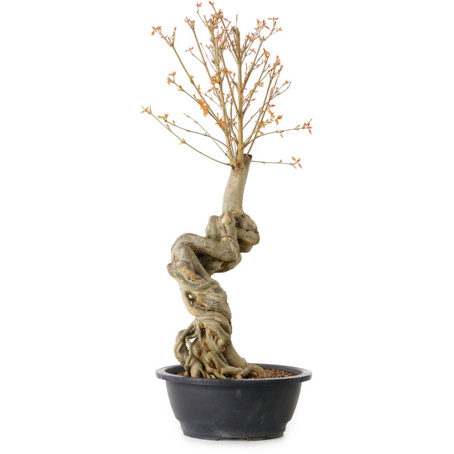 Acer buergerianum, 61 cm, ± 15 years old