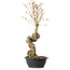 Acer buergerianum, 61 cm, ± 15 ans