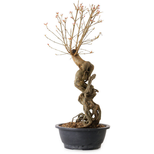 Acer buergerianum, 58 cm, ± 15 ans