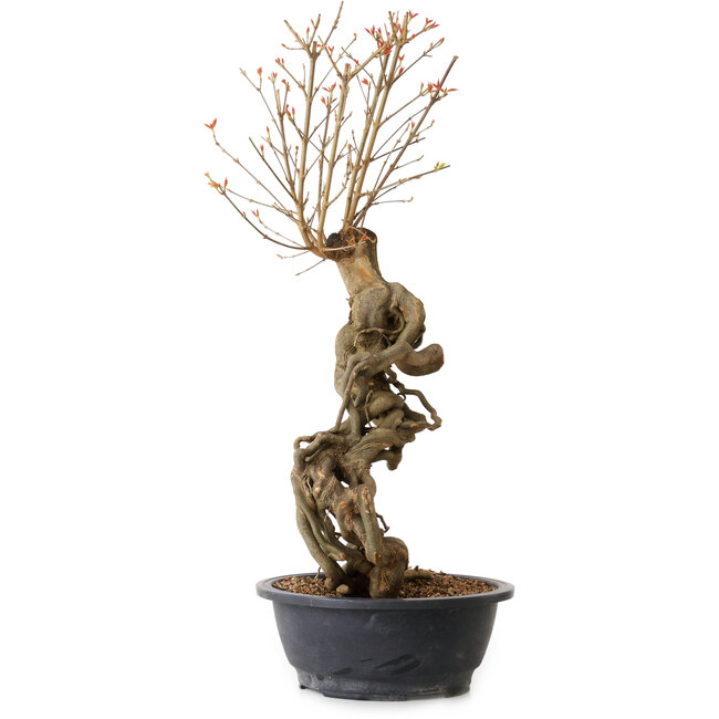 Acer buergerianum, 58 cm, ± 15 ans