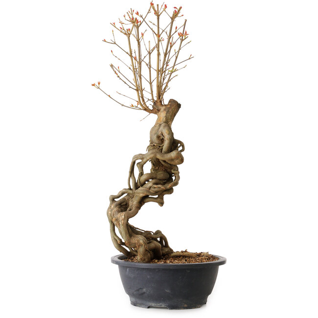 Acer buergerianum, 58 cm, ± 15 anni