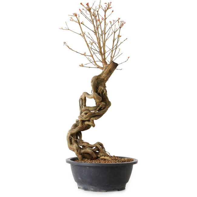 Acer buergerianum, 58 cm, ± 15 jaar oud