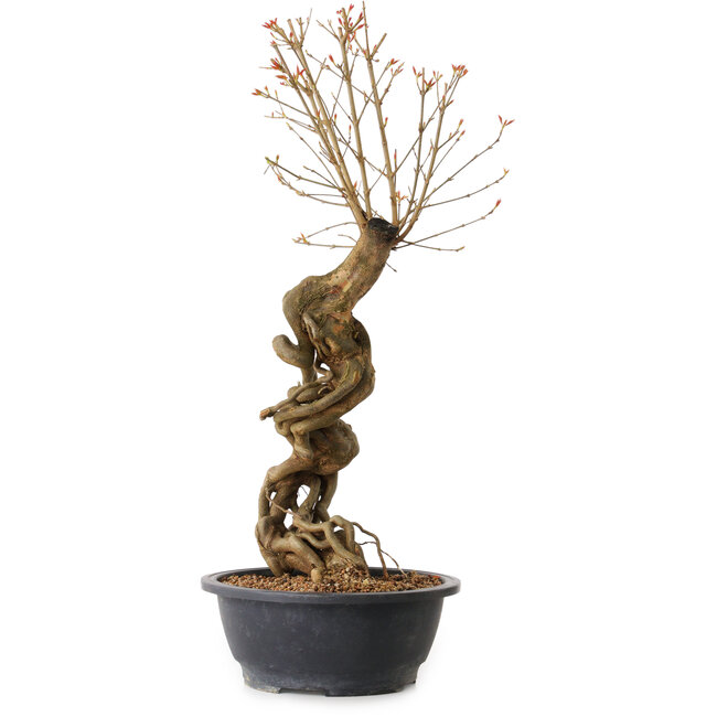 Acer buergerianum, 58 cm, ± 15 años