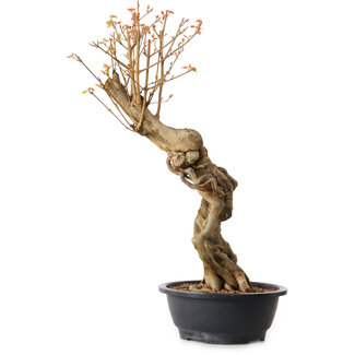 Acer buergerianum, 60 cm, ± 15 años