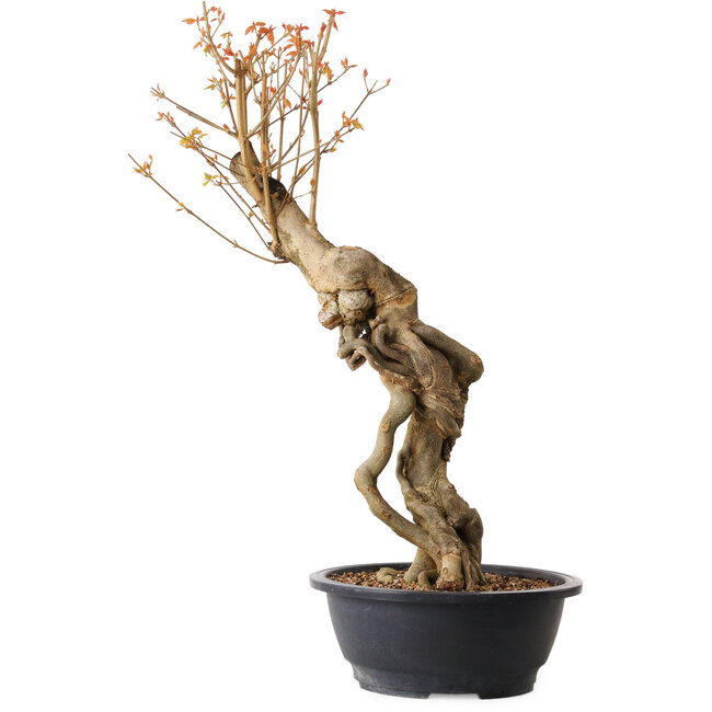 Acer buergerianum, 60 cm, ± 15 jaar oud