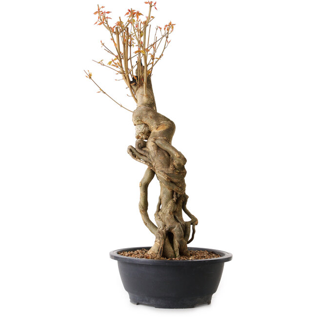 Acer buergerianum, 60 cm, ± 15 years old