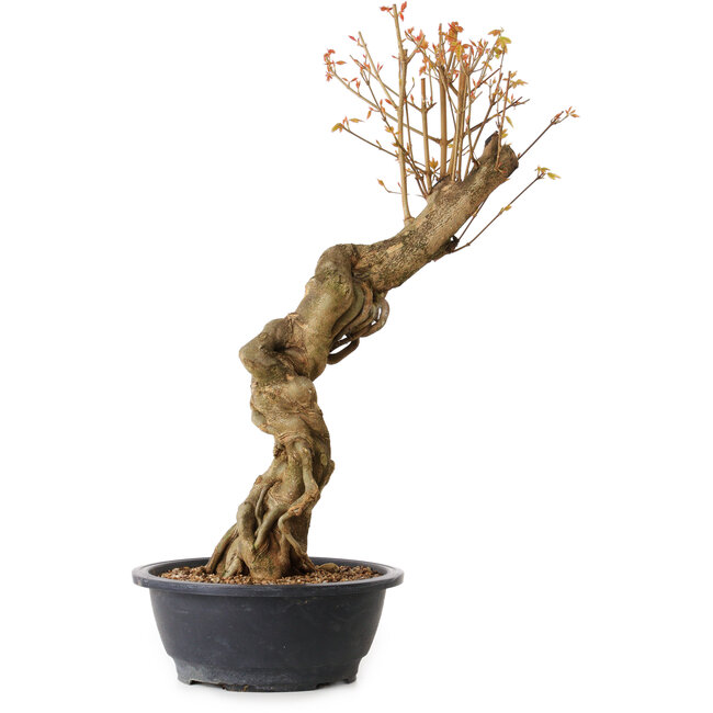 Acer buergerianum, 60 cm, ± 15 ans