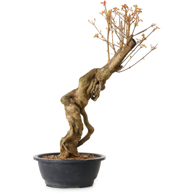 Acer buergerianum, 60 cm, ± 15 anni