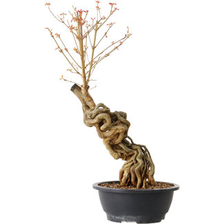 Acer buergerianum, 57 cm, ± 15 anni