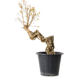 Acer buergerianum, 55 cm, ± 15 ans