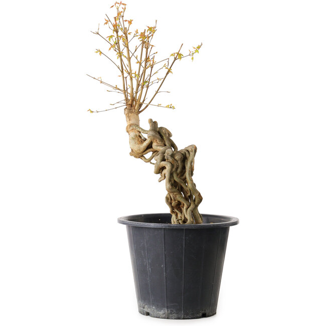 Acer buergerianum, 55 cm, ± 15 anni