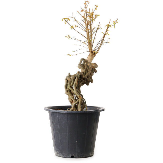 Acer buergerianum, 55 cm, ± 15 ans