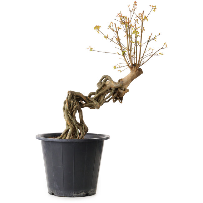 Acer buergerianum, 55 cm, ± 15 years old