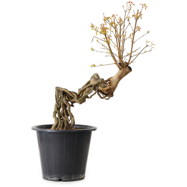 Acer buergerianum, 55 cm, ± 15 Jahre alt