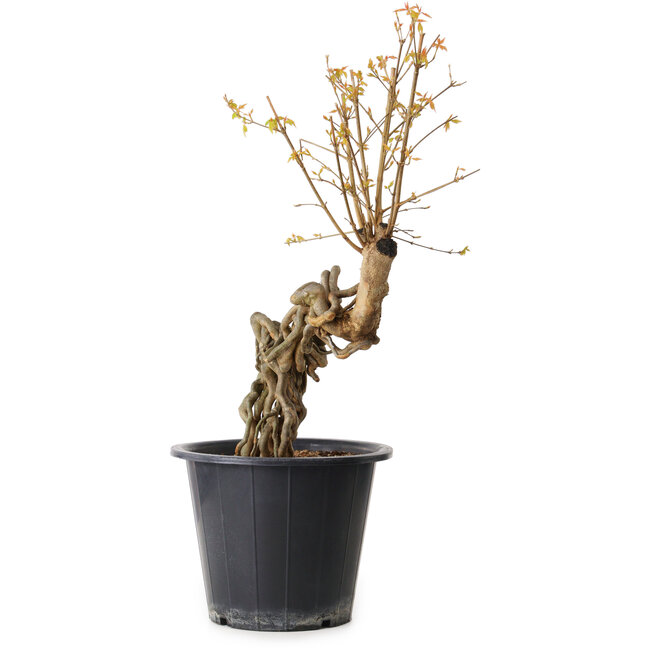 Acer buergerianum, 55 cm, ± 15 jaar oud