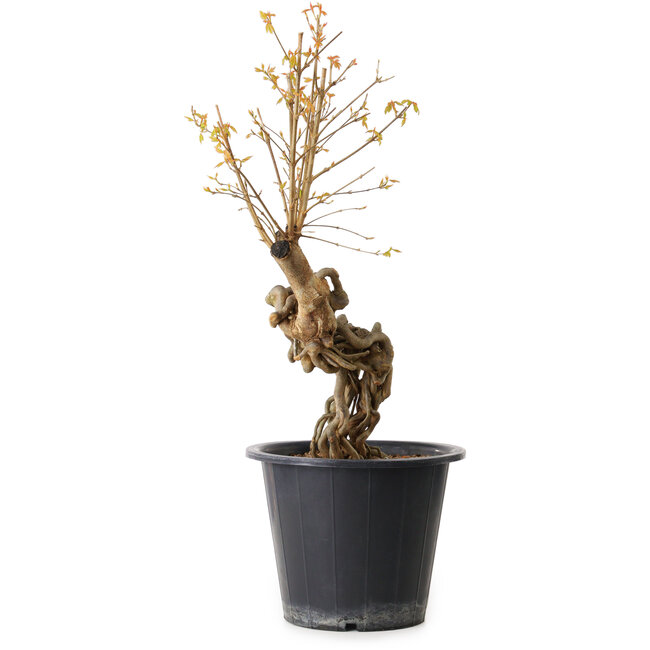 Acer buergerianum, 55 cm, ± 15 años