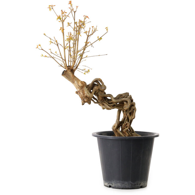 Acer buergerianum, 55 cm, ± 15 years old