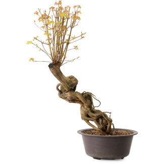 Acer buergerianum, 66 cm, ± 15 Jahre alt