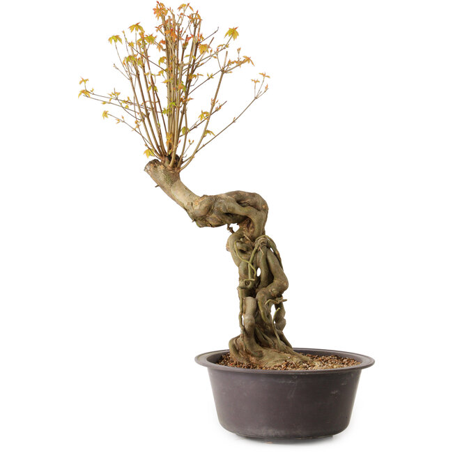 Acer buergerianum, 66 cm, ± 15 jaar oud