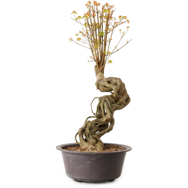 Acer buergerianum, 66 cm, ± 15 ans