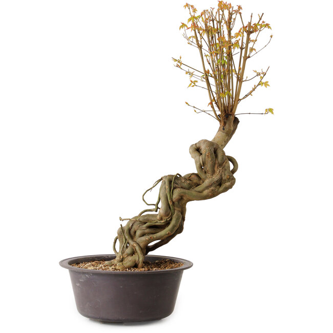 Acer buergerianum, 66 cm, ± 15 años