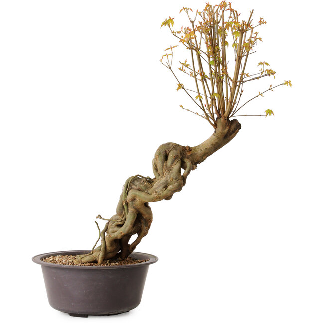 Acer buergerianum, 66 cm, ± 15 Jahre alt