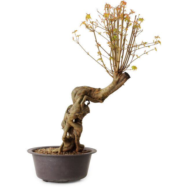 Acer buergerianum, 66 cm, ± 15 ans