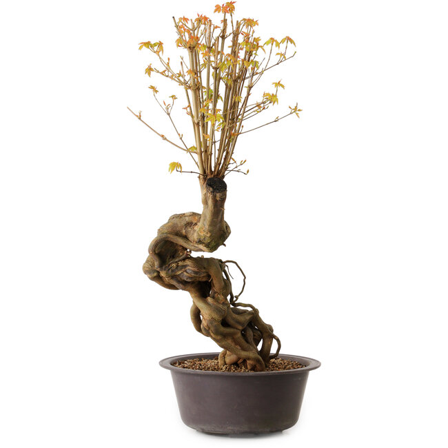 Acer buergerianum, 66 cm, ± 15 ans