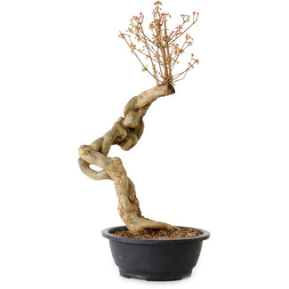 Acer buergerianum, 60 cm, ± 15 ans