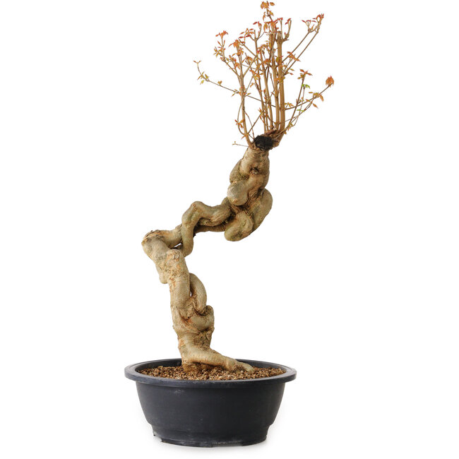 Acer buergerianum, 60 cm, ± 15 años