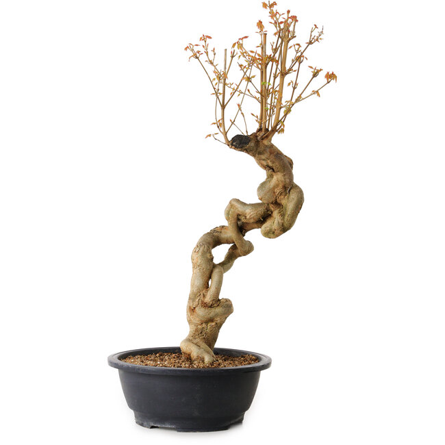 Acer buergerianum, 60 cm, ± 15 Jahre alt