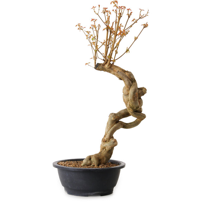 Acer buergerianum, 60 cm, ± 15 anni