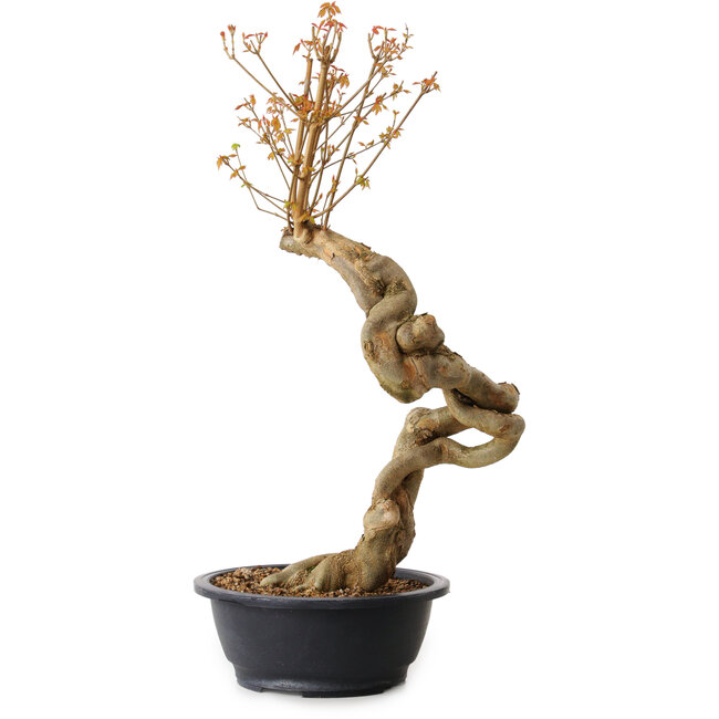 Acer buergerianum, 60 cm, ± 15 años