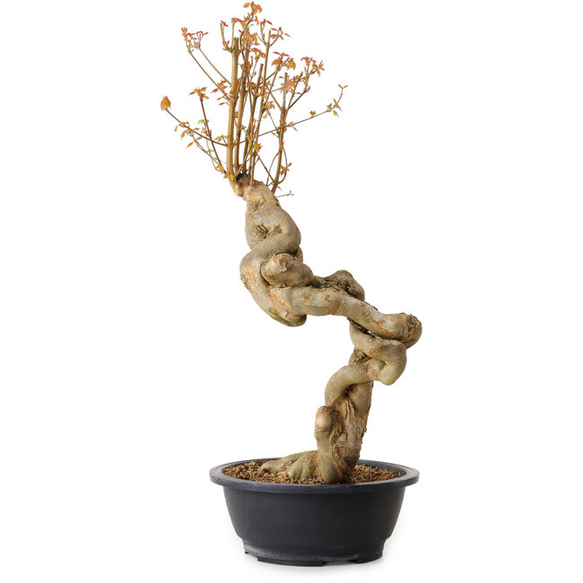 Acer buergerianum, 60 cm, ± 15 ans