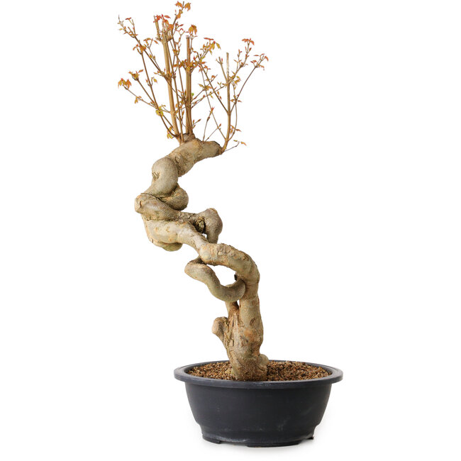 Acer buergerianum, 60 cm, ± 15 years old