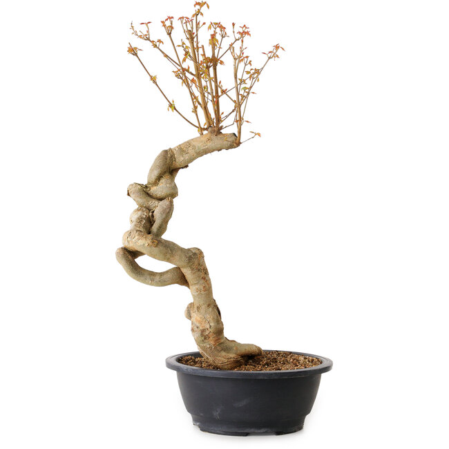 Acer buergerianum, 60 cm, ± 15 jaar oud