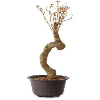 Acer buergerianum, 52 cm, ± 15 Jahre alt