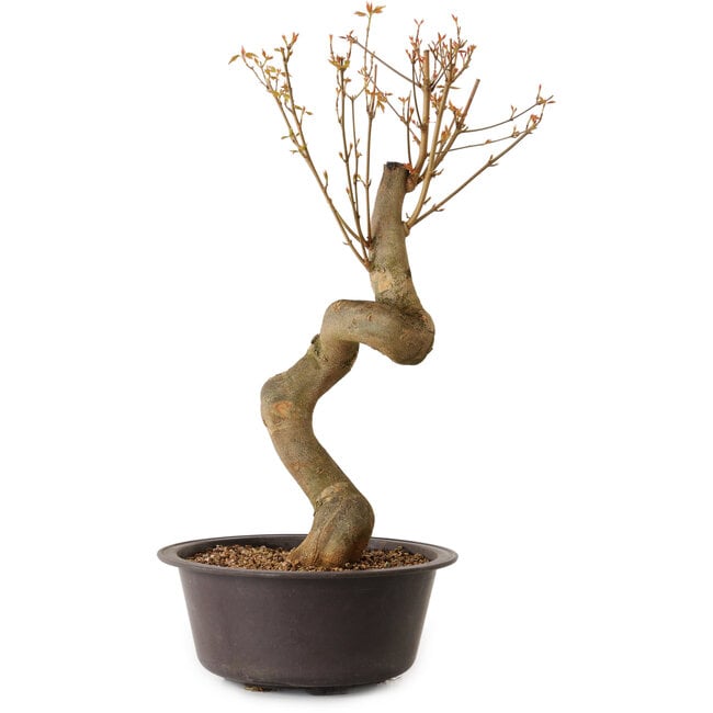 Acer buergerianum, 52 cm, ± 15 ans